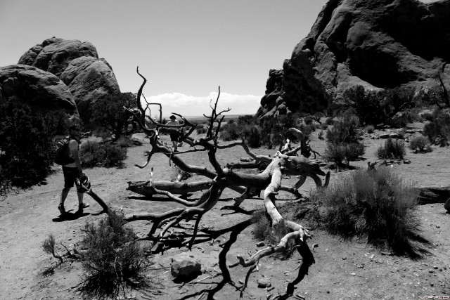 Dead Tree Is Dead