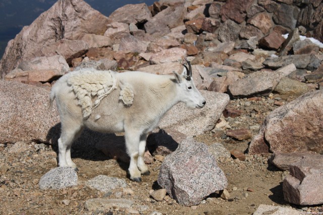 Wildlife