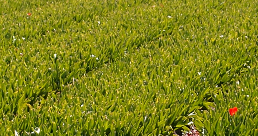 flower4.jpg.5c8a15122bff9c6d9a0e76640d9c9e4e.jpg